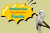 Moluccan Cockatoo Facts – Behavior & Lifespan - Post Thumbnail