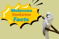 Moluccan Cockatoo Facts – Behavior & Lifespan