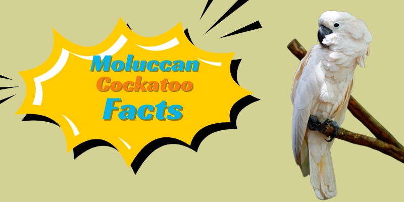 Moluccan Cockatoo Facts Moluccan Cockatoo Facts