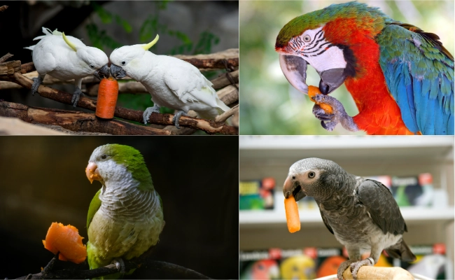 Parrots Eating Carrots Parrots Eating Carrots