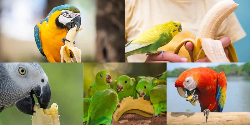 Parrots Enjoying Banana Post Image 1 Parrots Enjoying Banana