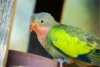 Princess Parrot – Colorful Gem of the Avian World - Post Thumbnail