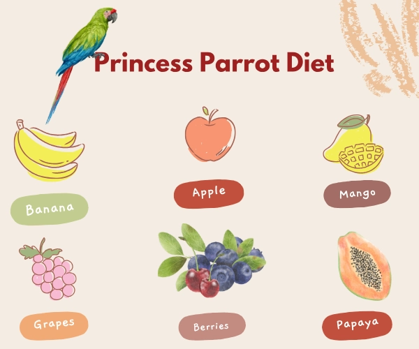 Princess Parrot Diet 1 Princess Parrot Diet