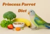 Princess Parrot Diet Guide - Post Thumbnail