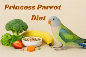 Princess Parrot Diet Guide