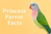 Discover Rare and Beautiful Princess Parrot Facts - Post Thumbnail