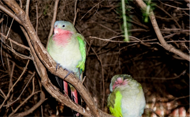 Princess Parrot Pair Princess Parrot Pair