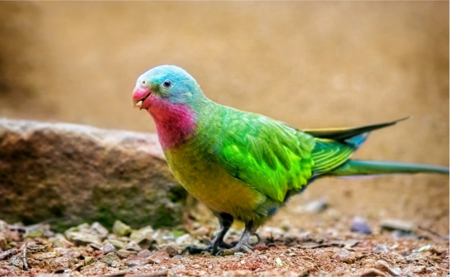 Princess Parrot Diet Princess Parrot Diet
