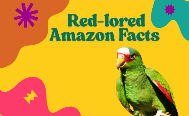 Red Lored Amazon Facts Red-Lored Amazon Facts