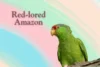 Red-lored Amazon: The Vibrant & Talkative Companion - Post Thumbnail