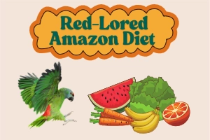 Red Lored Amazon Diet Guide for Healthy Birds