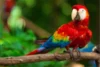 Top 12 Types of Macaw Parrots with Pictures & Facts - Post Thumbnail