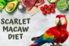 Scarlet Macaw Diet: Complete Guide to Healthy Eating - Post Thumbnail