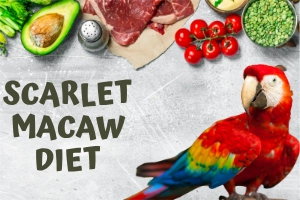 Scarlet Macaw Diet: Complete Guide to Healthy Eating