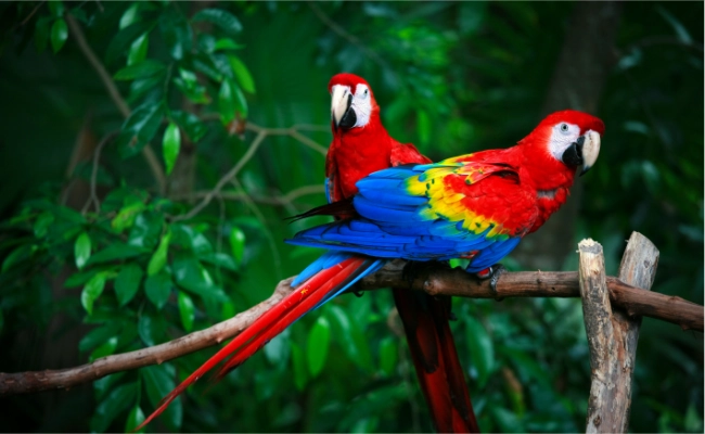Scarlet Macaw Male And Female Scarlet Macaw Male And Female