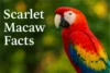 Scarlet Macaw Facts File - Post Thumbnail