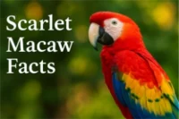 Scarlet Macaw Facts File