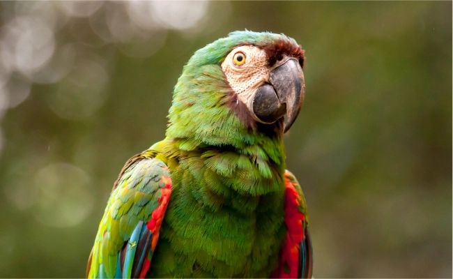 Severe Macaw 650 X 400 Severe Macaw