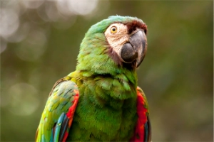 Severe Macaw – Ultimate Guide to This Mini Macaw