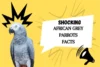 Facts about  African Grey Parrot - Post Thumbnail