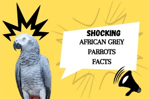 Facts about  African Grey Parrot