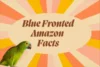 Shocking Blue Fronted Amazon Facts - Post Thumbnail