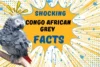 Congo African Grey Facts That Will Melt Your Heart - Post Thumbnail