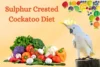 Sulphur Crested Cockatoo Diet - Expert Guide to Healthy Feeding - Post Thumbnail