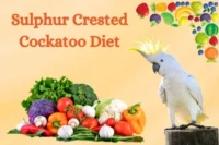 Sulphur Crested Cockatoo Diet – Expert Guide to Healthy Feeding