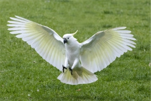 Sulphur Crested Cockatoo – Appearance & Care Tips
