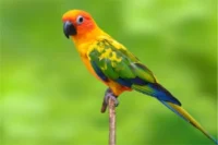 Sun Conure: Bright, Loving & Full of Personality