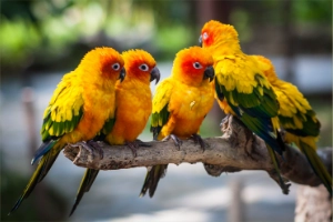 Sun Conure Diet Guide: 10 Best Foods Every Owner Should Know!