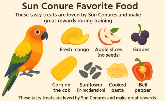 Sun Conure Favorite Food Sun Conure Favorite Food