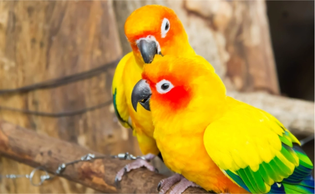Sun Conure Male Vs Female Sun Conure Male Vs Female