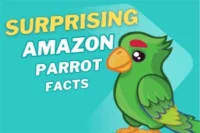  Amazon Parrot Facts That’ll Steal Your Heart Instantly