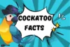 Cockatoo Facts: Amazing Things You Didn’t Know - Post Thumbnail