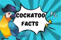 Cockatoo Facts: Amazing Things You Didn’t Know
