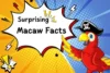 Macaw Facts: All About These Big, Bright, and Brilliant Birds - Post Thumbnail