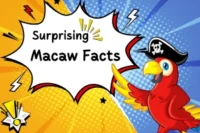 Macaw Facts: All About These Big, Bright, and Brilliant Birds