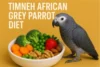 Timneh African Grey Parrot Diet - Post Thumbnail