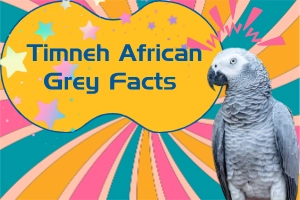 Facts about Timneh African Grey Parrot