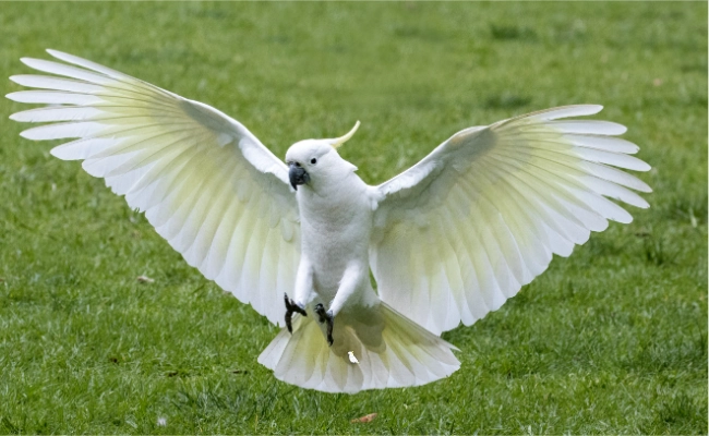 Types Of Cockatoos 1 Types Of Cockatoos
