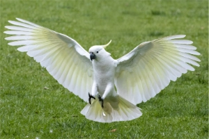 Types of Cockatoos: 13 Stunning Species With Unique Personalities