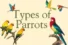 Types of Parrots – Names, Pictures & Care Tips