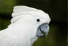 Umbrella Cockatoo Diet- Healthy Eating Tips - Post Thumbnail