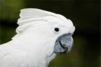 Umbrella Cockatoo: Facts, Care, and 21 Essential Tips