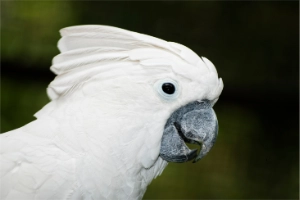 Umbrella Cockatoo: Facts, Care, and 21 Essential Tips