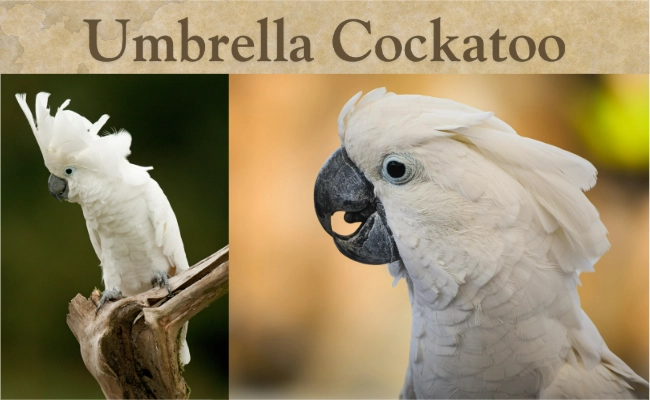 Umbrella Cockatoo Umbrella Cockatoo
