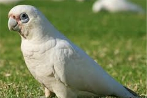 Bare-Eyed Cockatoo: Top 15 Care Essentials