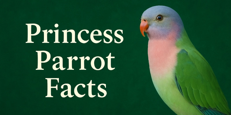 Untitled Design 6 Princess Parrot Facts